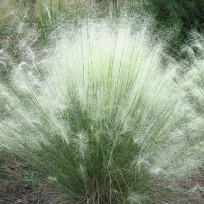 National Plant Network 4 in. White Muhly Grass Plant with White Blooms, 3 pc.