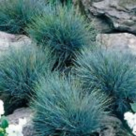 National Plant Network 2.5 qt. Elijah Blue Fescue Grass with White Blooms