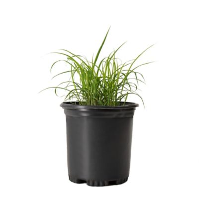 National Plant Network 2.5 qt. Karl Forester Grass Plant with White Blooms