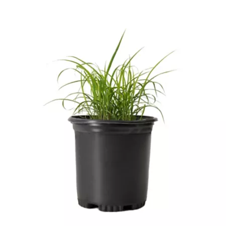 National network of plants 2.5 qt Karl Forester grass plant in pot with white flowers Ground Cover Plants