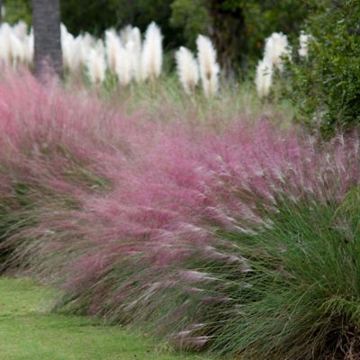 National Plant Network 2.5 qt. Pink Muhly Grass Plant with Pink Blooms