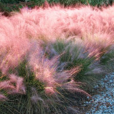 Image showing  2.5 qt. Pink Muhly Grass Plant with Pink Blooms