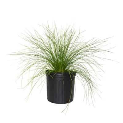 Image showing  2.5 qt. Pink Muhly Grass Plant with Pink Blooms