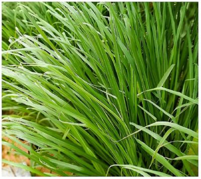 National Plant Network 2.5 qt. Lemon Grass Plant