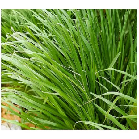 National network of plants 2.5 qt Lemongrass plant Ground Cover Plants