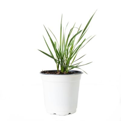Image showing  2.5 qt. Lemon Grass Plant