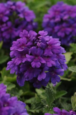 National Plant Network 2.5 qt. Dark Purple EnduraScape Verbena Plant