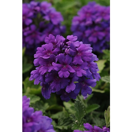 National Plant Network 2.5 qt. Dark Purple EnduraScape Verbena Plant