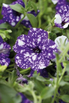 Image showing  4 in. Purple/White Night Sky Petunia Plant Set 3 pc.