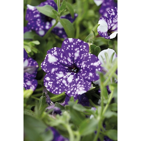National Plant Network 4 in. Purple/White Night Sky Petunia Plant Set 3 pc.