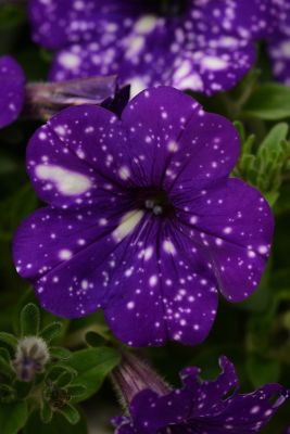 Image showing  4 in. Purple/White Night Sky Petunia Plant Set 3 pc.
