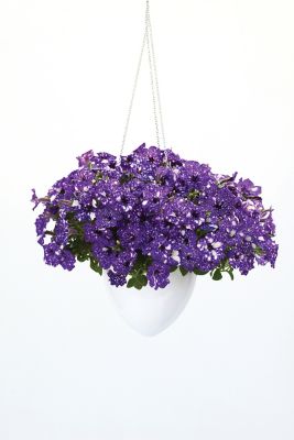 Image showing  4 in. Purple/White Night Sky Petunia Plant Set 3 pc.