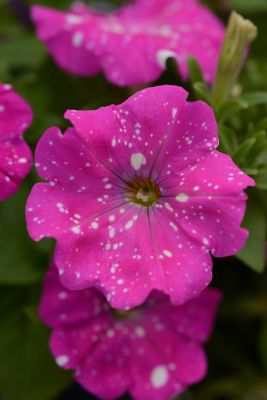 Image showing  4 in. Pink Sky Petunia Plant,3 pc.