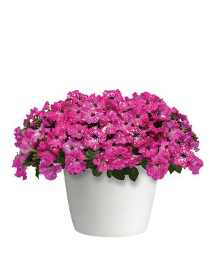 Image showing  4 in. Pink Sky Petunia Plant,3 pc.
