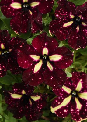 National Plant Network 4 in. Burgundy Sky Petunia Plant,3 pc.