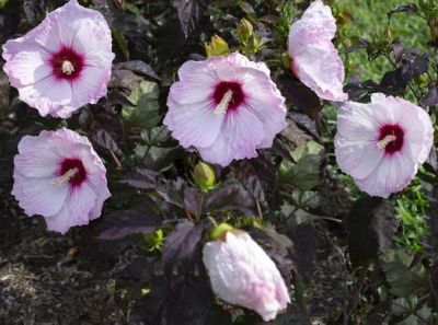 National Plant Network 2.5 qt. Pink Head Over Heels Blush Hibiscus Plant