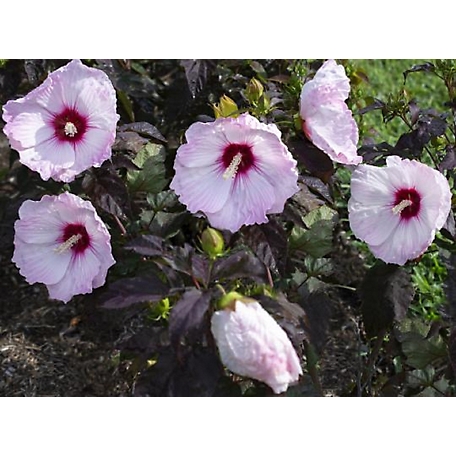 National Plant Network 2.5 qt. Pink Head Over Heels Blush Hibiscus Plant