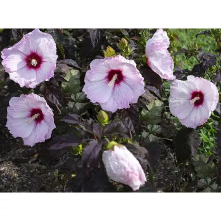 National network of plants 2.5 qt Potted Pink Hibiscus Plant Head Over Heels Blush Perennials