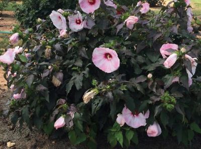 Image showing  2.5 qt. Potted Pink Head Over Heels Blush Hibiscus Plant