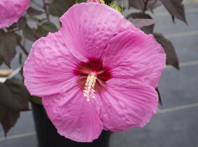 National Plant Network 2.5 qt. Red Head Over Heels Passion Hibiscus Plant