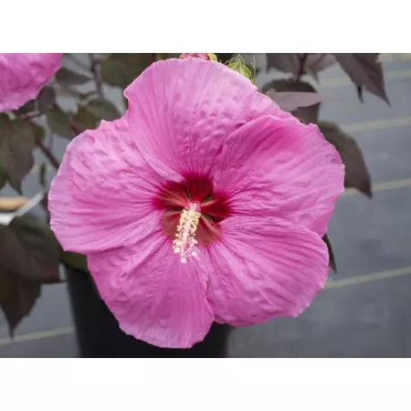 National network of plants 2.5 qt Red head passion hibiscus plant in pot on heels Perennials