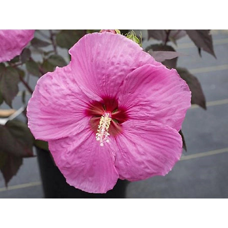 National Plant Network 2.5 qt. Red Head Over Heels Passion Hibiscus Plant