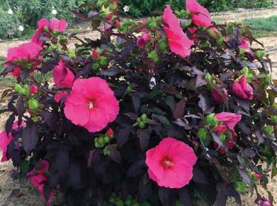 Image showing  2.5 qt. Potted Red Head Over Heels Passion Hibiscus Plant