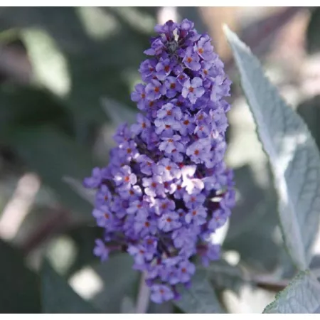 National network of plants 2.5 qt True Blue Buddleia Plant Perennials