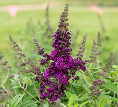 National Plant Network 2.5 qt. Potted Purple Royal Razz Buddleia Plant