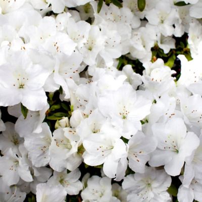 National Plant Network 1 gal. Encore Angel Azalea Plant with White Blooms