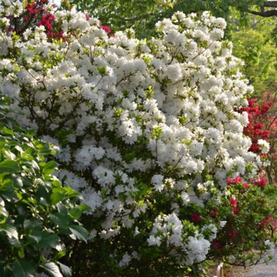 Image showing  1 gal. Encore Angel Azalea Plant with White Blooms