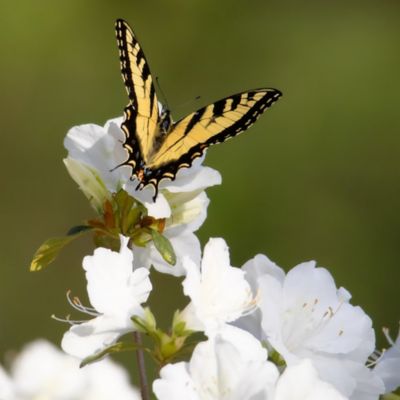 Image showing  1 gal. Encore Angel Azalea Plant with White Blooms