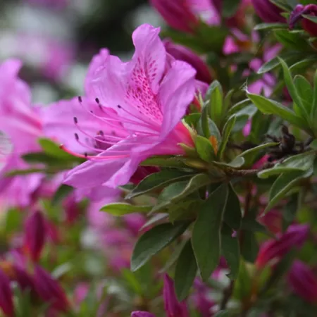 National Plant Network 1 gal Lilac Azalea Plant Still in Pot Bushes