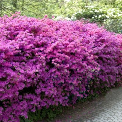 Image showing  1 gal. Potted Encore Lilac Azalea Shrub