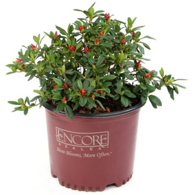 Image showing  1 gal. Potted Encore Lilac Azalea Shrub