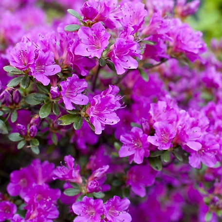 National Plant Network 1 gal. Encore Royalty Azalea Plant with Purple Blooms