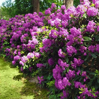 Image showing  1 gal. Potted Encore Royalty Purple Azalea Shrub