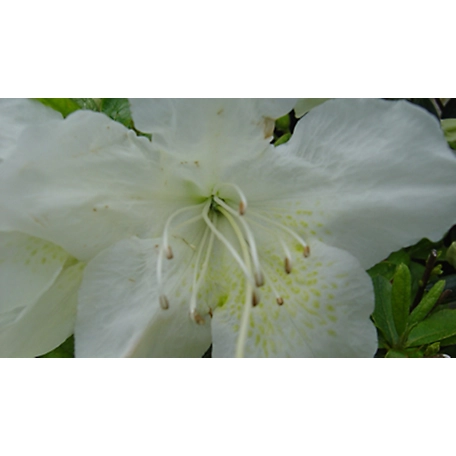 National Plant Network 2.5 qt. Pleasant White Azalea Plant