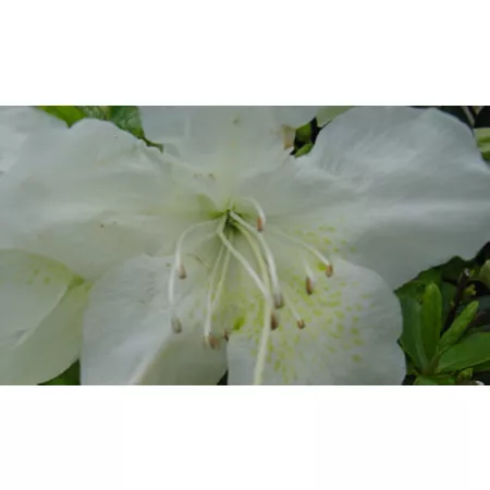 National Plant Network 2.25 gal Pleasant white azalea plant Bushes