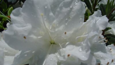 National Plant Network 2.25 gal. Potted HH Hume Azalea Shrub