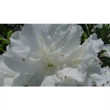 National Plant Network 2.25 gal HH Hume Azalea Plant in Pot Bushes