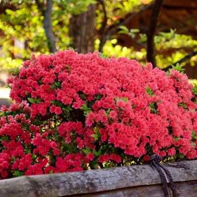Image showing  2.25 gal. Potted Fashion Azalea Shrub