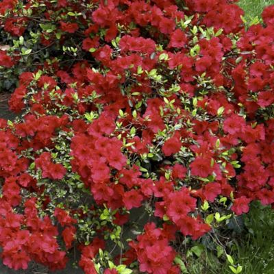 National Plant Network 2.5 qt. Girard Crimson Azalea Plant