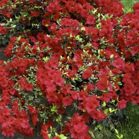 National network of plants 2.5 qt Girard Crimson Azalea Plant in Pot Bushes