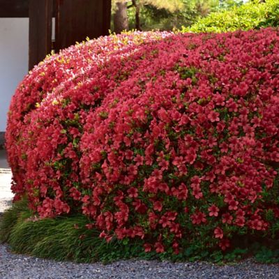 Image showing  2.5 qt. Potted Crimson Girard Azalea Shrub