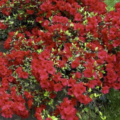 National Plant Network 2.25 gal. Girard Crimson Azalea Plant with Red Blooms