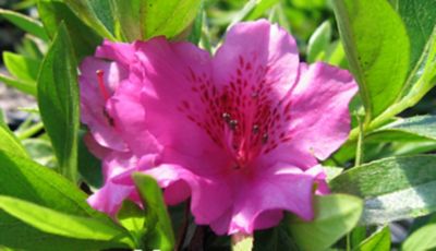 National Plant Network 2.25 gal. Purple Herbert Azalea Shrub