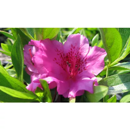 National Plant Network 2.25 gal Herbert azalea plant with purple flowers Bushes