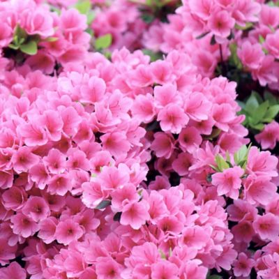 National Plant Network 2.25 gal. Potted Pink Ruffles Azalea Shrub