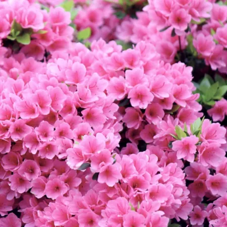 National Plant Network 2.25 gal Pink Ruffled Azalea Plant in Pot Bushes